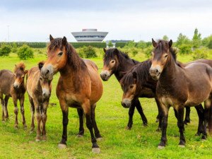 Horses for courses - dealer versus independent Porsche repair shop